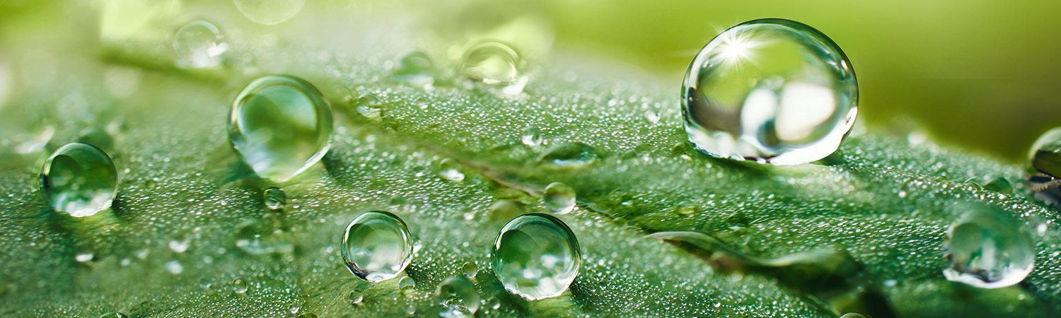 Dew drops Dew drops on green leaf
